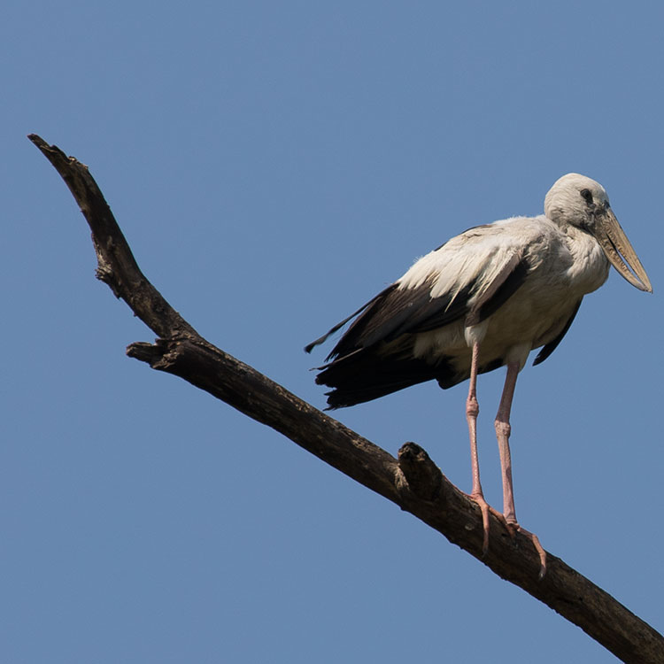 Asian Openbill Stork, Anastomus oscitans, นกปากห่าง