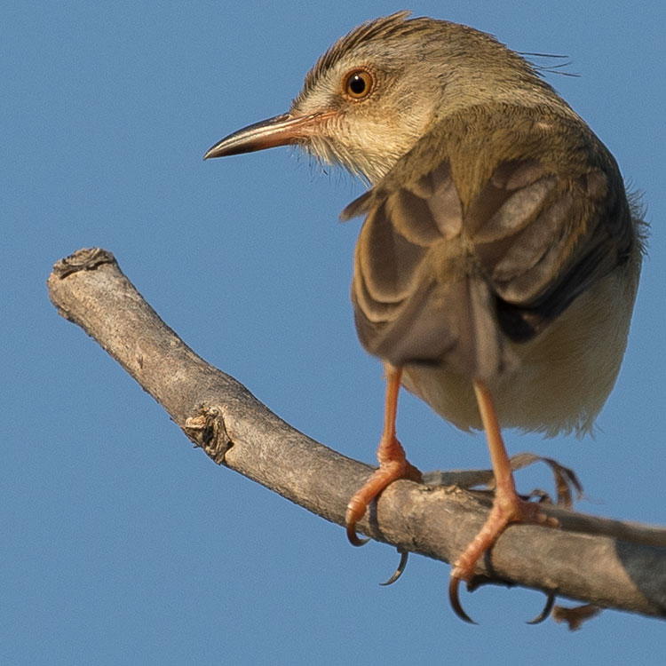 Plain Prinia, Prinia inornata, นกกระจิบหญ้าสีเรียบ
