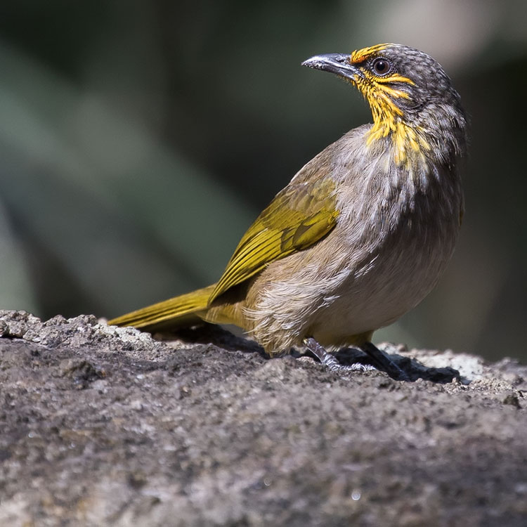 Stripe-throated Bulbul, Pycnonotus finlaysoni, นกปรอดคอลาย