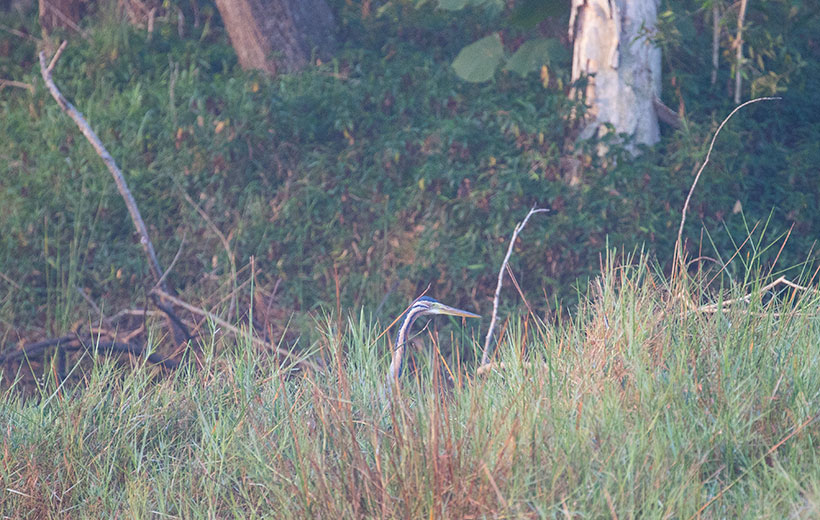 Purple Heron, Ardea purpurea, นกกระสาแดง