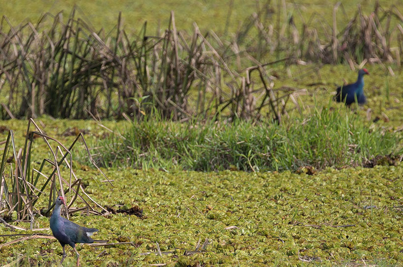 Grey-headed Swamphen, Porphyrio poliocephalus, นกอีโก้ง