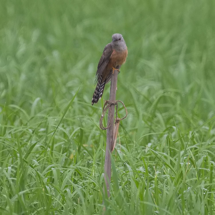 Plaintive Cuckoo, Cacomantis merulinus, นกอีวาบตั๊กแตน