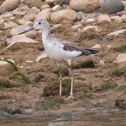 Common Greenshank, Tringa nebularia, นกทะเลขาเขียว