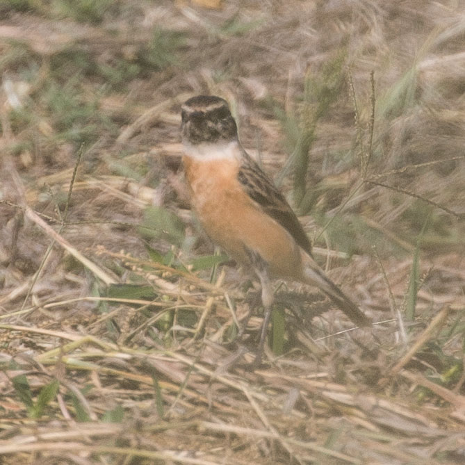 Un identified bird