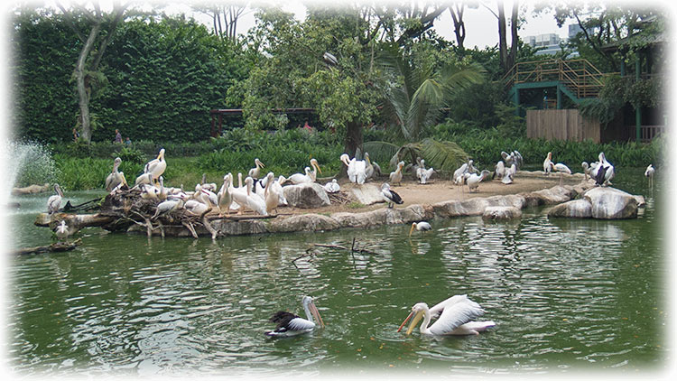 Jurong Bird Park