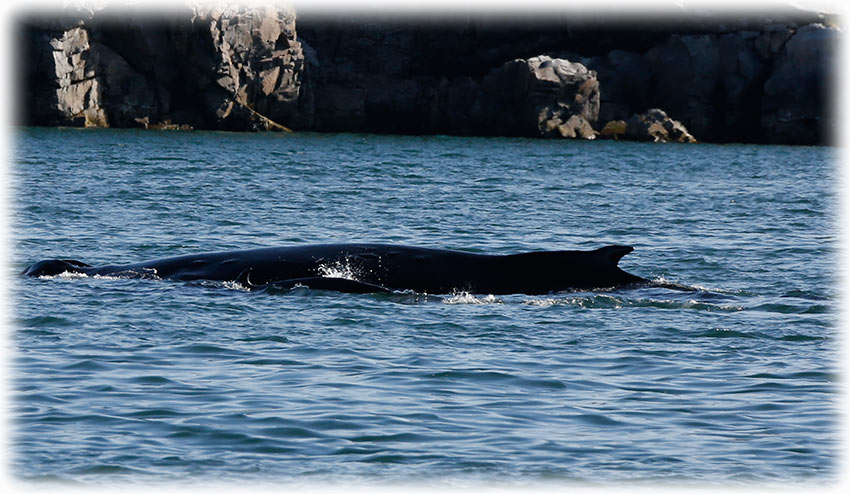 Humpback whales in Ilulissat