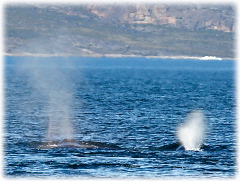 Humpback whales in Ilulissat