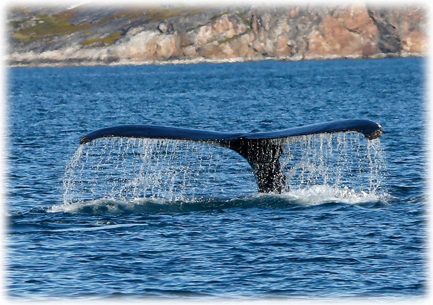 Humpback whales in Ilulissat