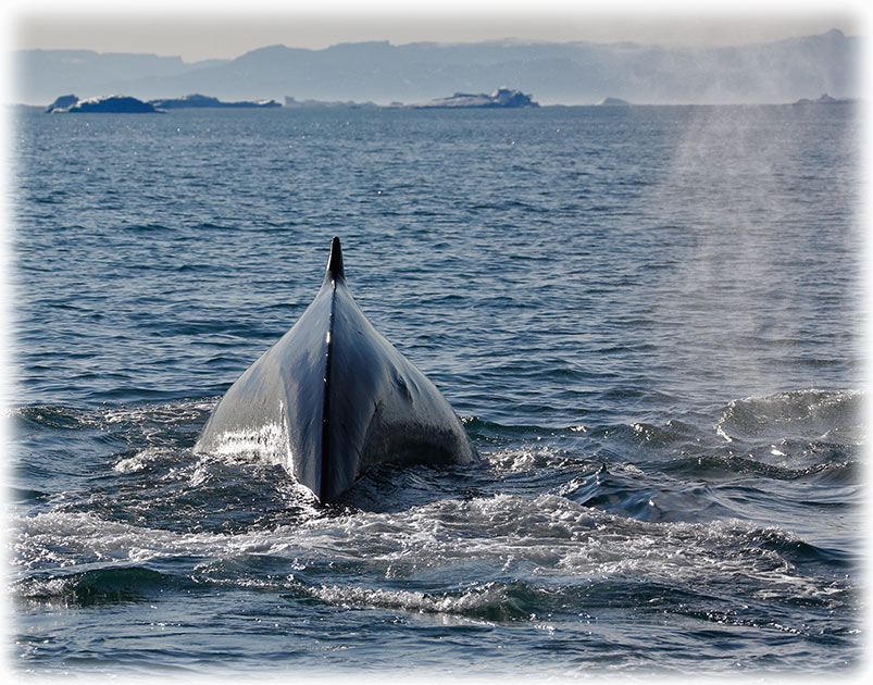 Humpback whales in Ilulissat