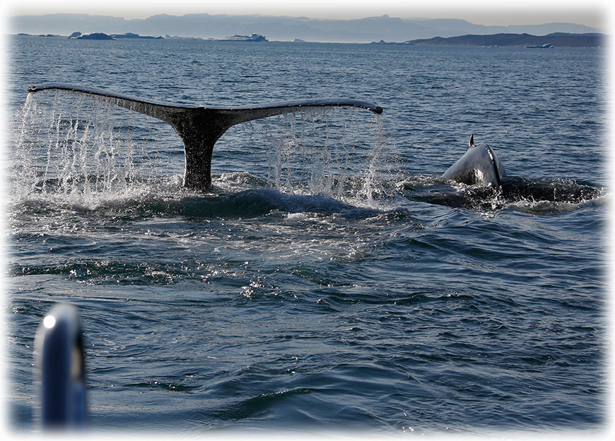 Humpback whales in Ilulissat