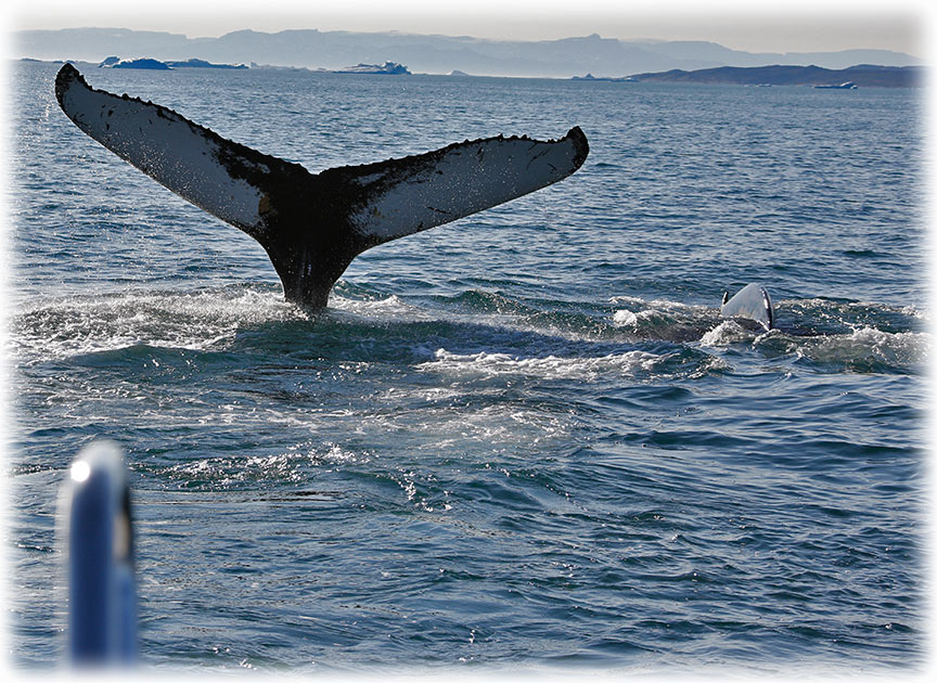 Humpback whales in Ilulissat