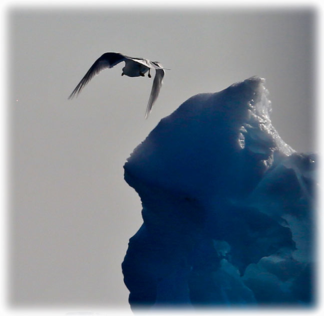 Whale watching in Ilulissat