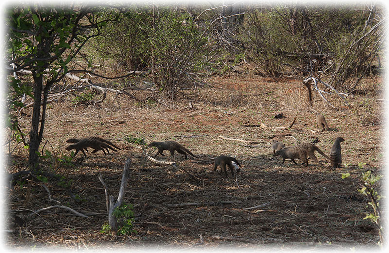 Aladdin's adventure at Chobe Game Lodge in Botswana - Game driving