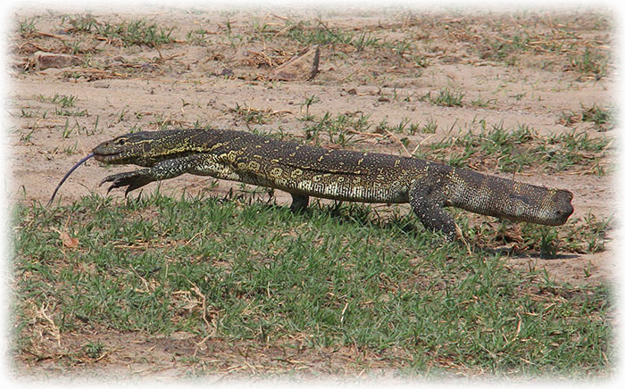 Aladdin's adventure at Chobe Game Lodge in Botswana - Game driving