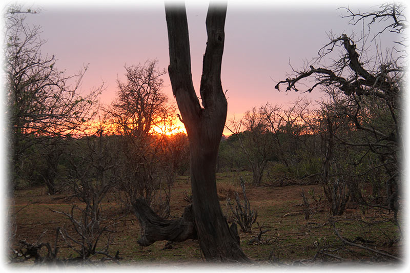 Aladdin's adventure at Chobe Game Lodge in Botswana - Game Drive