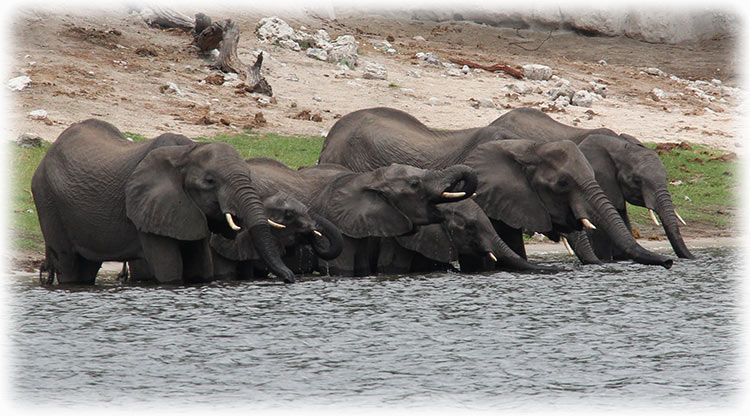 Aladdin's adventure at Chobe Game Lodge in Botswana - River cruise