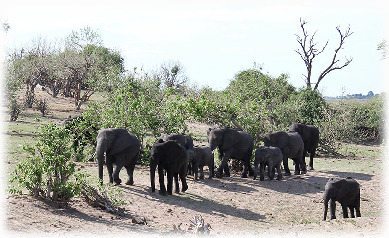 Aladdin's adventure at Chobe Game Lodge in Botswana - Game Drive