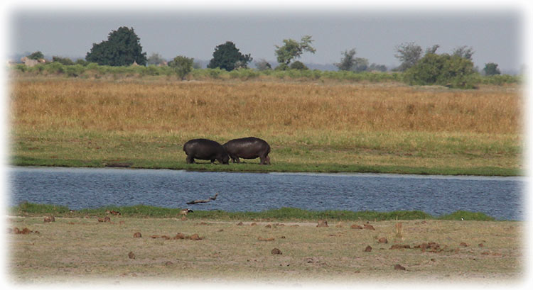 Aladdin's adventure at Chobe Game Lodge in Botswana - Game Drive