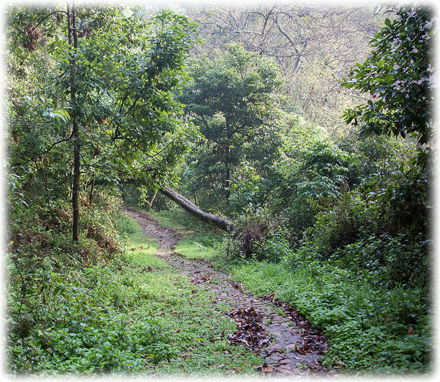 Birding/ Bird watching in Kathmandu Valley, Nepal - Gokarna Forest Resort