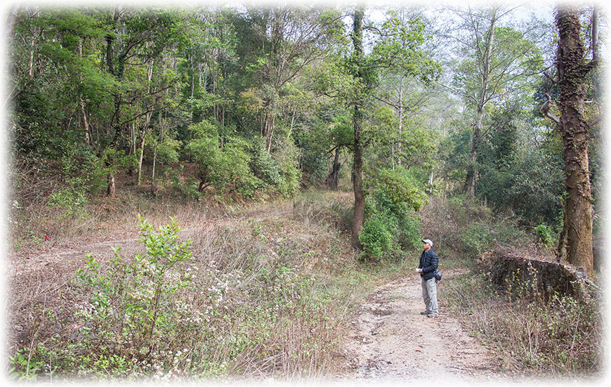 Birding/ Bird watching on the Godawari to Phulchoki Road, Kathmandu Valley, Nepal