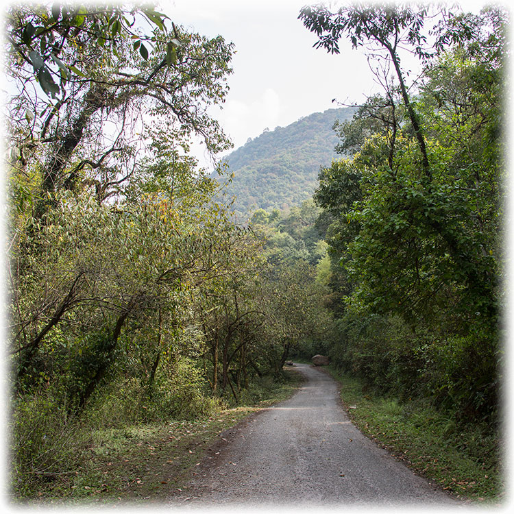 Birding/ Bird watching on the Godawari to Phulchoki Road, Kathmandu Valley, Nepal