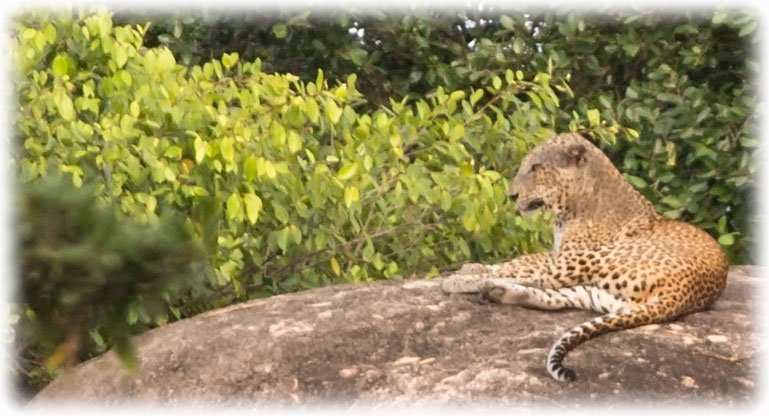 Aladdin's adventure Yala National Park - Block 1 - Leopard