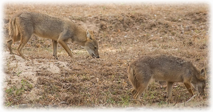 Aladdin's adventure Yala National Park - Block 1