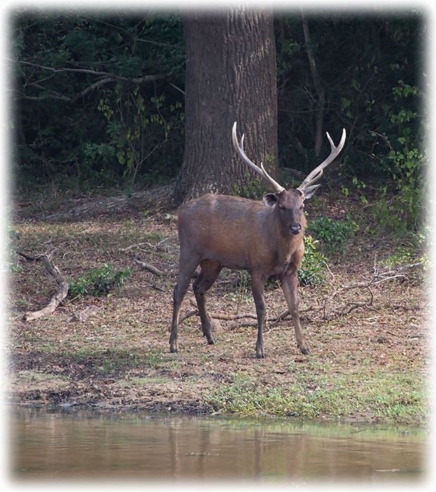 Aladdin's adventure Yala National Park - Sambar Deer