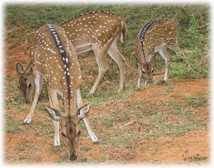 Aladdin's adventure Yala National Park - Spotted deer