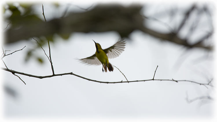 Birdwatching on Bali, Indonesia