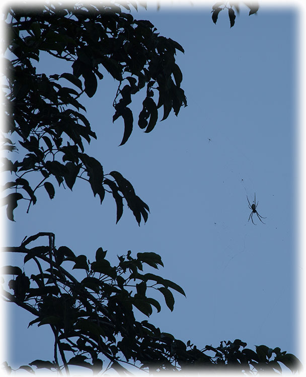 Birding/ Bird watching in Koroyanitu National Park, Fiji