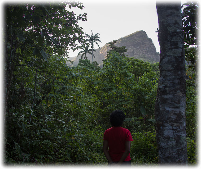 Birding/ Bird watching in Koroyanitu National Park, Fiji