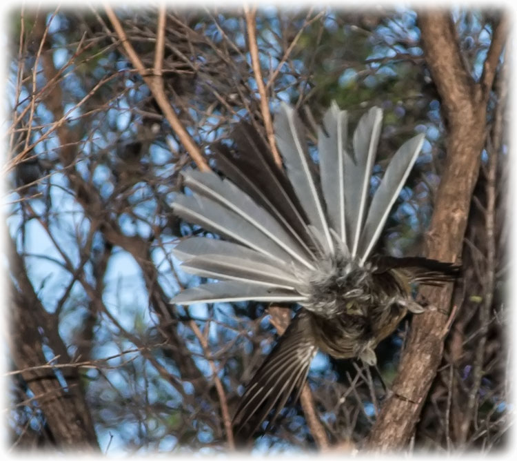 New Zealand fantail, Rhipidura fuliginosa