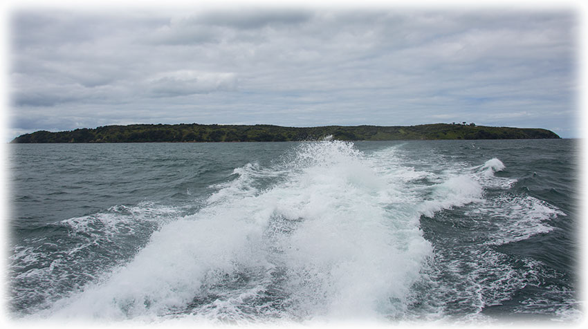 Birding/ Bird watching on Tiritiri Matangi Island, New Zealand