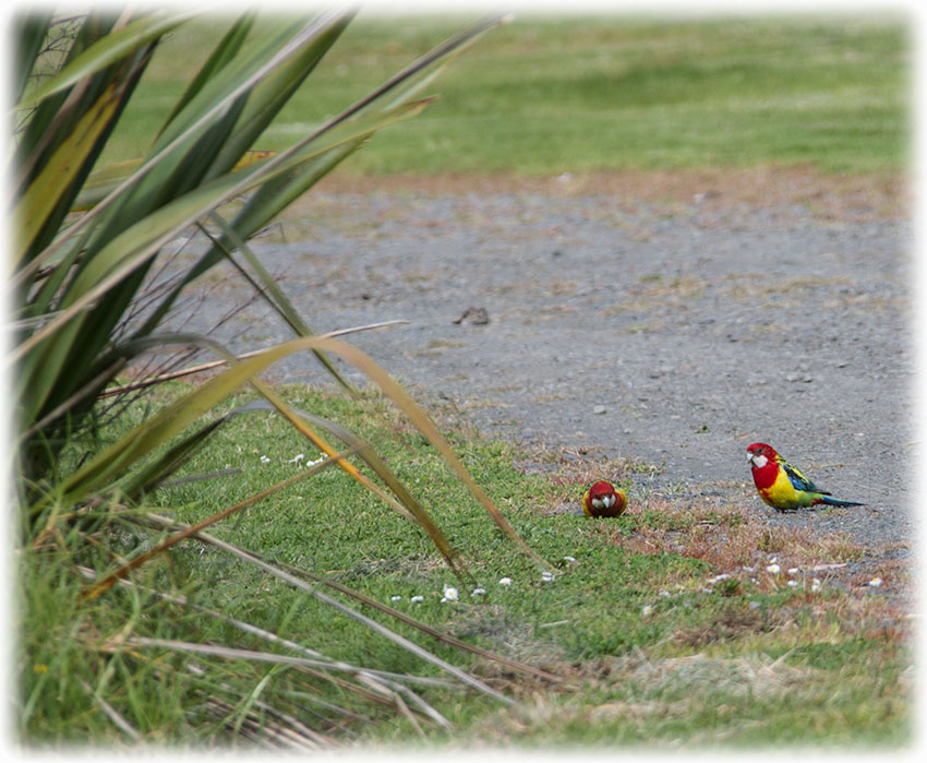 Birding/ Bird watching at Shakespeare Peninsula, New Zealand