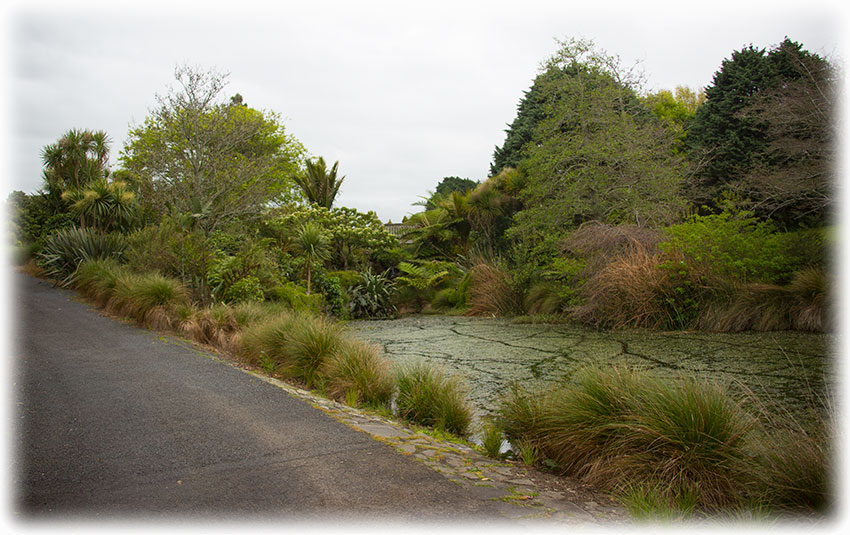 Birding/ Bird watching at Auckland Botanical Garden, New Zealand