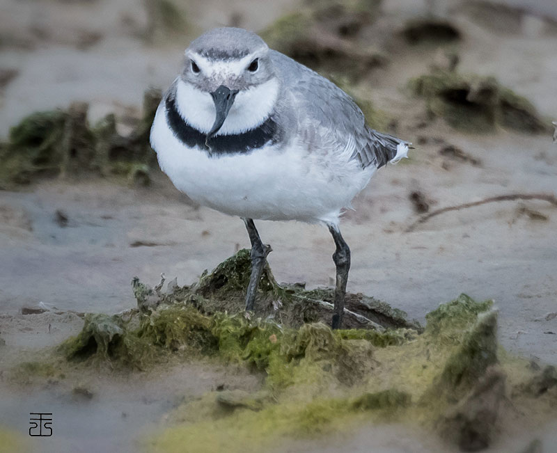 Whrybill at the Stilt Pond in Robert Findlays Wildlife area