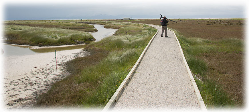 Bird watching at the Robert Findlays Wildlife area in Miranda, New Zealand