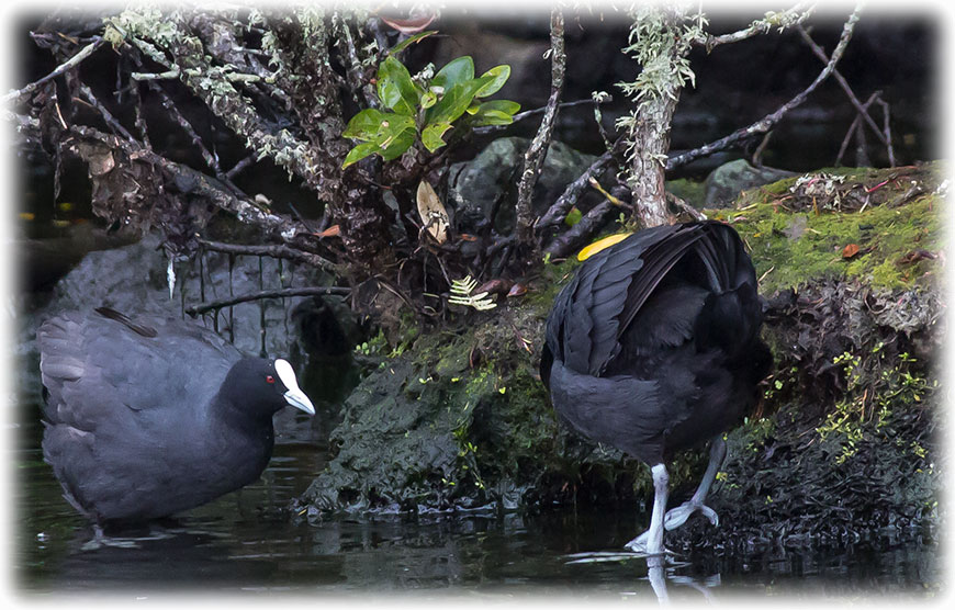 Eurasian Coot, Fulica atra, Sothöna, オオバン