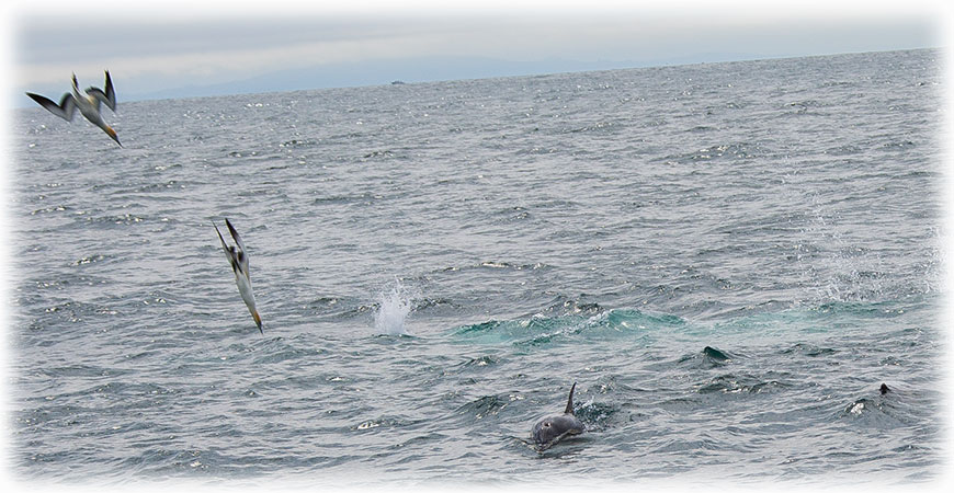 Auckland whale and dolphin safari