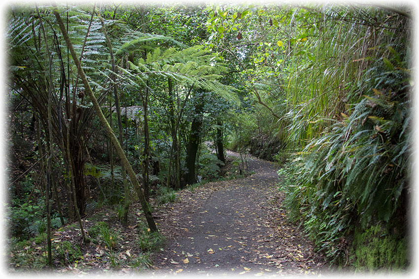 Birding/ Bird watching at Auckland Domain, Auckland, New Zealand