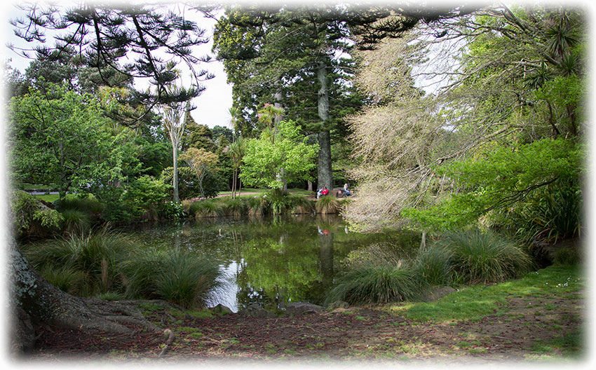 Birding/ Bird watching at Auckland Domain, Auckland, New Zealand