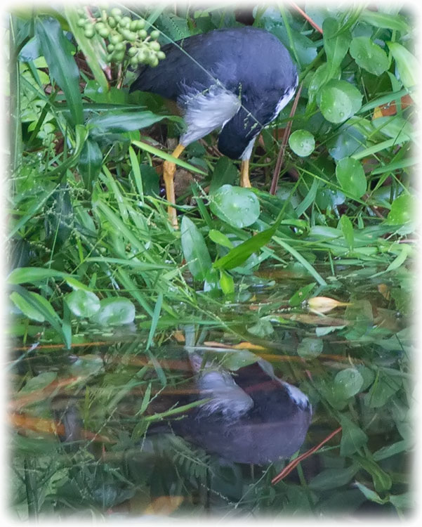 Birding/ Bird watching at Sungei Buloh Wetland Reserve, Singapore