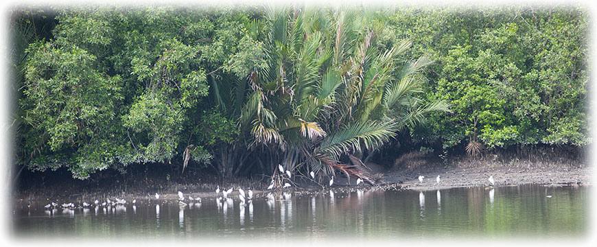 Birding/ Bird watching at Sungei Buloh Wetland Reserve, Singapore