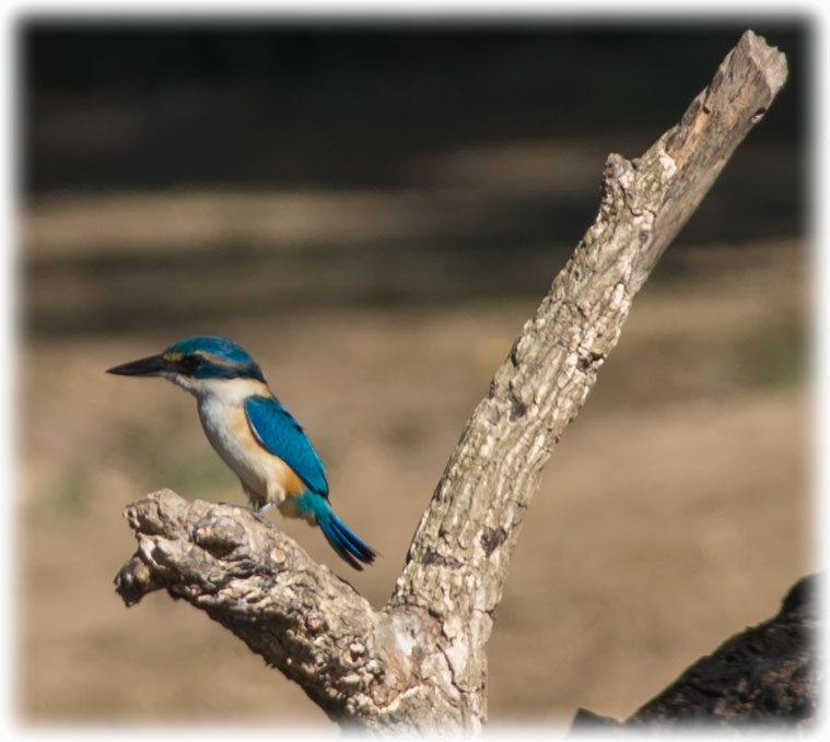 Kingfisher - Bird watching at Sabeto Hot Springs and Mud Pool, Nadi