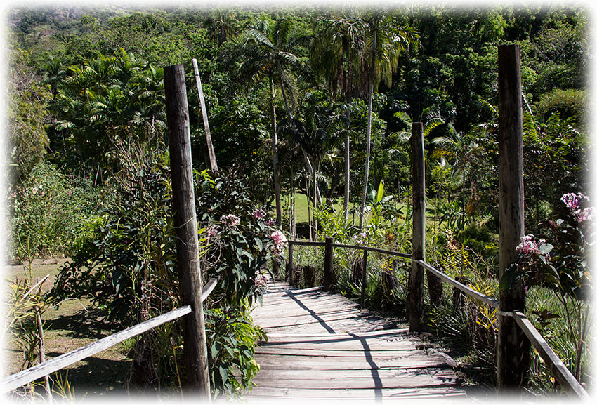 Bird watching at Garden of the sleeping giant, Nadi