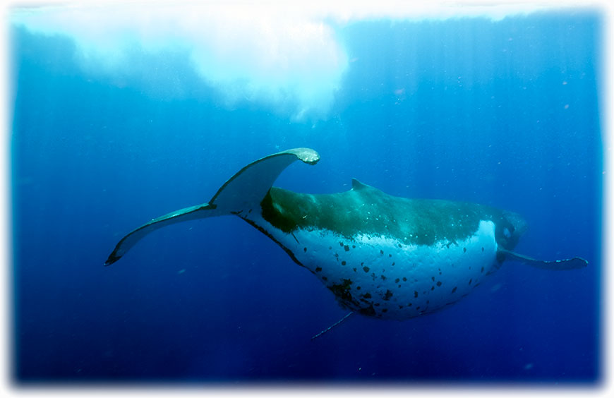 Swimming with humpback whales on Tonga