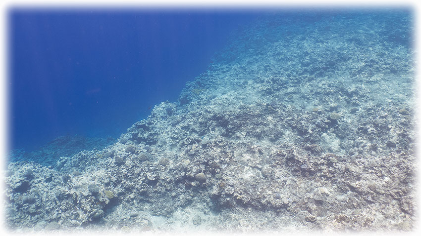 Swimming with humpback whales on Tonga