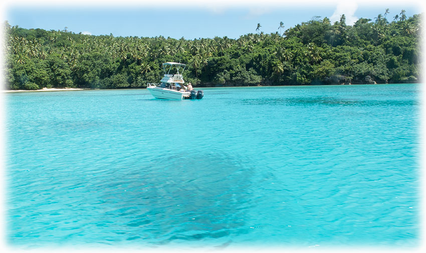 Swimming with humpback whales on Tonga