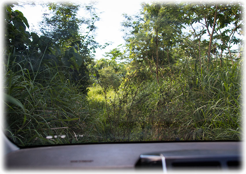 Birding/ Bird watching on Vava'u, Tonga